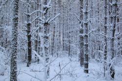 tn_5_G_Jan_Kulpiński_pierwszy_śnieg&#x2e;JPG