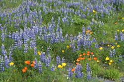 Flora&#x20;Islandii&#x20;jest&#x20;uboga&#x2c;&#x20;odnotowano&#x20;tutaj&#x20;zaledwie&#x20;344&#x20;gatunki&#x20;roślin