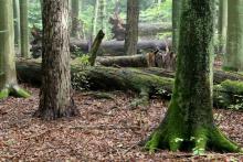 Konsultacje społeczne w sprawie wyznaczenia obszarów o szczególnych wartościach ochronnych (HCV).